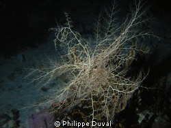 Night Dive on mooc che dive site by Philippe Duval 